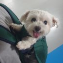 우리동네펫 이미지