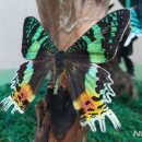 나비공원1(자연교육센터) 이미지