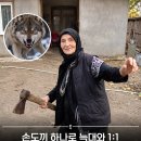 손도끼 하나로 늑대와 1:1 해버린 러시아 할머니 이미지