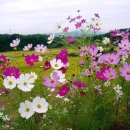 오학초등학교 이미지