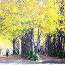 마로니에길 이미지