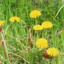 장미찻집 이미지