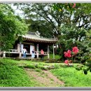 담양 명옥헌 원림에 배롱나무 필 때 이미지