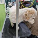 인천 부평 애견미용 추천 꽃보다 Dog 돈많이 3mm 후기