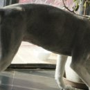 강아지 마법사 골드맘 이미지