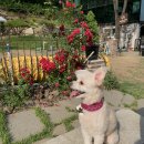 푼타하우스 이미지