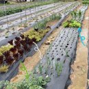 미완성농장 이미지