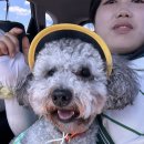 다옴 애견동반 펜션 이미지