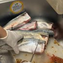 푸른농수산 | 고등어 추천 당일생물 당일발송 영덕농수산