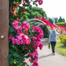 장자호수공원 장미터널 이미지