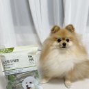 (주)바우와우코리아 | 바우와우코리아 무마진 강아지덴탈껌