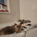 하남동물병원 | 광주하남동물병원 냥이 만성신부전 치료 후기(ft.와이즈동물병원)