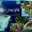 남태평양참치 이미지