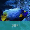신흥호