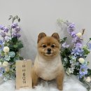 더 아름답개 네이버블로그