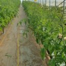 태선농장 이미지