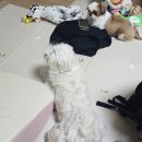 꽁냥파파 이미지