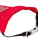 도도한강아지 이미지