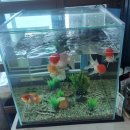 경강손두부 | 춘천 한식 맛집 매일경제 tv 방영된 경강손두부 후기