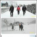 제주 똥돼지 이미지