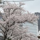 늘푸른약국 | 사상왁싱 주례왁싱 엑스오뷰티(빠르고 꼼꼼한 브라질리언 왁싱 후기)