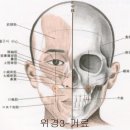 위경락 거료혈의 쓰임새 이미지