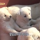 동물농장 이미지