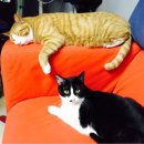 SP crossfit 이미지