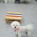 mm애견공방 이미지