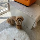 두리베어 이미지