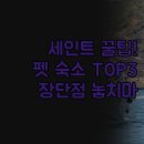 태평양모텔 | 내돈내산 솔직 후기 | 세인트 어거스틴 반려동물 동반...프라이빗 하우스와 호텔 모텔 장단점 분석...