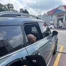 도그베이 이미지