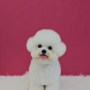 가치있개 이미지