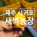 새벽농장 | 오설록 근처 애플망고 파는 곳 추천 서귀포 새벽농장 후기