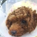 군포굿닥터동물병원 이미지