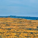 황금빛 목장 이미지