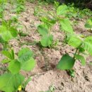 베틀농장 이미지