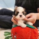 브리더클럽 | 잠실시츄분양은 역시 전문가에게