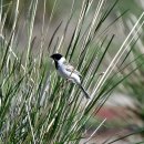 몽골의 새24 - Pallas&#39;s Reed Bunting(북방검은머리쑥새) 이미지