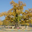 은행나무3길 이미지