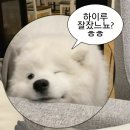 본우리집밥 인터로조점 | 골드코스트공항•고카드 환불방법•젯스타후기•오클랜드공항에서시내•오클랜드맛집•올월스•오클랜드...