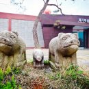 돼지보러오면돼지 이미지