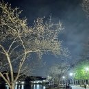 4/14(일) 꽃향기 가득한 봄 밤 산책, 율동공원~ (슈가원데이대장) 이미지