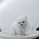 퍼피메이트 안심분양센터 동탄 강아지분양 이미지