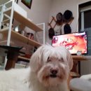 사월1리 네이버블로그