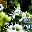 대박양봉 이미지