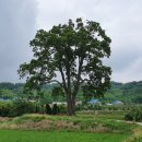 오리나무로 이미지