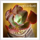 메르디안 이미지