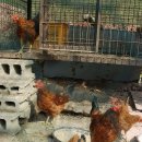 새터 농장 이미지