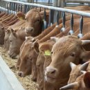 이인한우농장 이미지